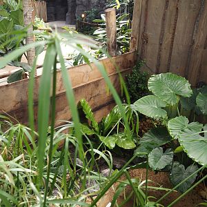 New Central African area Ngyuwe - Open-topped African bullfrog exhibit in pygmy hippo, red river hog and primate greenhouse, 2025-08-03