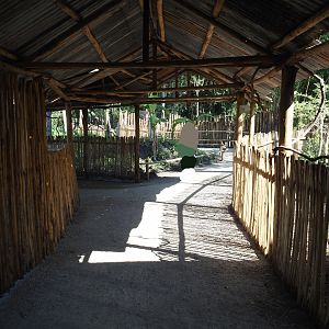 New Central African area Ngyuwe - Covered walkway in front of the pygmy hippo, red river hog and primate greenhouse, 2025-08-03