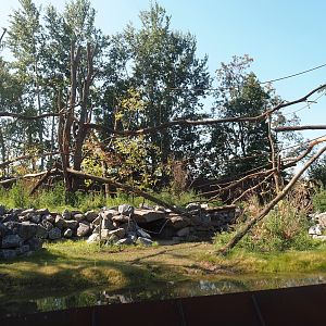 New Central African area Ngyuwe - Red river hog, De Brazza's monkey and Drill exhibit, 2025-08-03