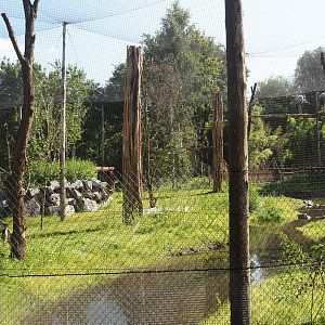 New Central African area Ngyuwe - Aviary with second Yellow-backed duiker and Okapi paddock, 2025-08-03