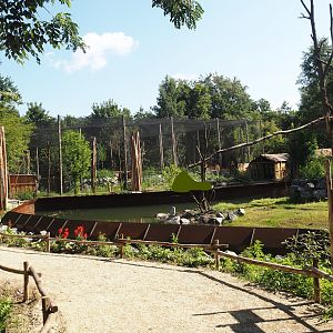 New Central African area Ngyuwe - View of walkways and Red river hog, De Brazza's monkey and Drill exhibit towards aviary, 2025-08-03