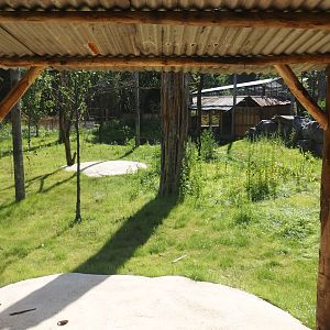 New Central African area Ngyuwe - Aviary with second Yellow-backed duiker and Okapi paddock, 2025-08-03