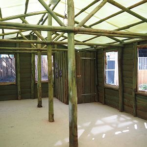 New Central African area Ngyuwe - Visitor area in the Okapi and Yellow-backed duiker greenhouse, 2025-08-03