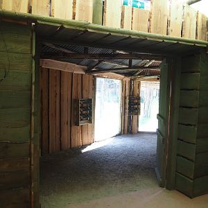 New Central African area Ngyuwe - Viewing area for the aviary with Yellow-backed duiker and Okapi paddocks, 2025-08-03