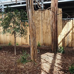 New Central African area Ngyuwe - Yellow-backed duiker indoor exhibit, 2025-08-03
