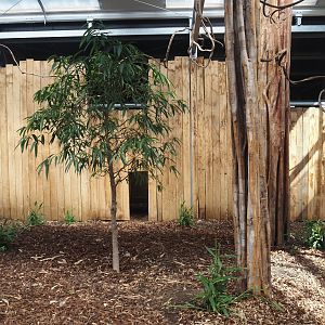 New Central African area Ngyuwe - Yellow-backed duiker indoor exhibit, 2025-08-03