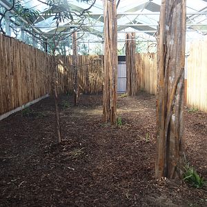 New Central African area Ngyuwe - Okapi indoor exhibit, 2025-08-03