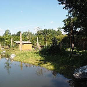 New Central African area Ngyuwe - First Okapi, Yellow-backed duiker and Kirk's dik-dik paddock, 2025-08-03