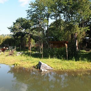 New Central African area Ngyuwe - First Okapi, Yellow-backed duiker and Kirk's dik-dik paddock, 2025-08-03