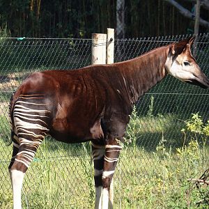 Okapi (Okapia johnstoni), 2025-08-03