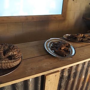 New Central African area Ngyuwe - Bushmeat shop theming, 2025-08-03