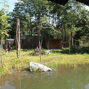 New Central African area Ngyuwe - First Okapi, Yellow-backed duiker and Kirk's dik-dik paddock, 2025-08-03