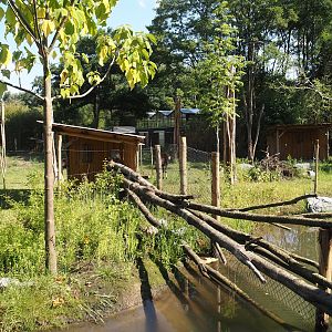 New Central African area Ngyuwe - Okapi, Yellow-backed duiker and Kirk's dik-dik paddocks, 2025-08-03