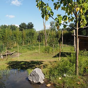 New Central African area Ngyuwe - Second Okapi, Yellow-backed duiker and Kirk's dik-dik paddock, 2025-08-03