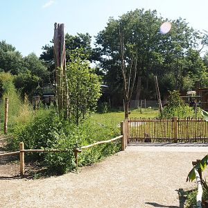 New Central African area Ngyuwe - Second Okapi, Yellow-backed duiker and Kirk's dik-dik paddock and viewing area, 2025-08-03