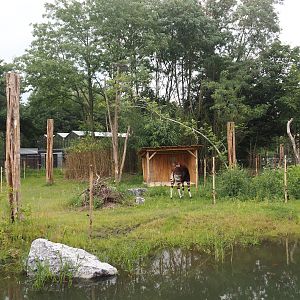 New Central African area Ngyuwe - Second Okapi, Yellow-backed duiker and Kirk's dik-dik paddock, 2025-08-03