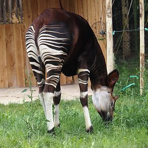 Okapi (Okapia johnstoni), 2025-08-03