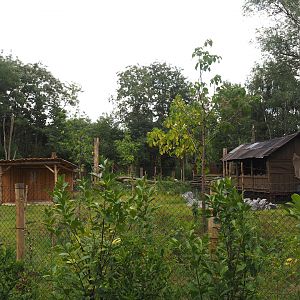New Central African area Ngyuwe - Second Okapi, Yellow-backed duiker and Kirk's dik-dik paddock, 2025-08-03