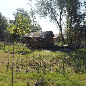 New Central African area Ngyuwe - Second Okapi, Yellow-backed duiker and Kirk's dik-dik paddock, 2025-08-03