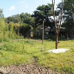 New Central African area Ngyuwe - Second Okapi, Yellow-backed duiker and Kirk's dik-dik paddock, 2025-08-03