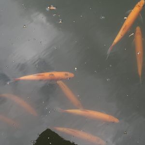 Golden orfes  (Leuciscus idus) in the moat of one of the okapi paddock, 2025-08-03