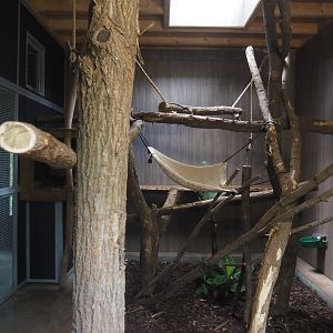 First Indochinese clouded leopard indoor exhibit, 2025-08-03