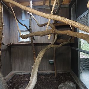 Second Indochinese clouded leopard indoor exhibit, 2025-08-03