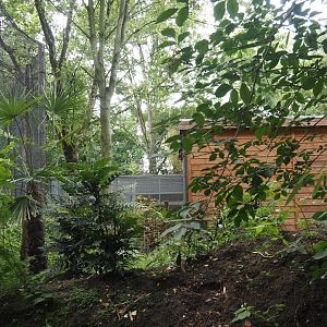 Indochinese clouded leopard indoor house and chutes to outdoor exhibits, 2025-08-03