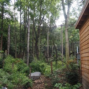 First Indochinese clouded leopard exhibit, 2025-08-03