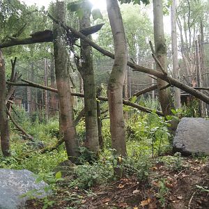 First Indochinese clouded leopard exhibit, 2025-08-03