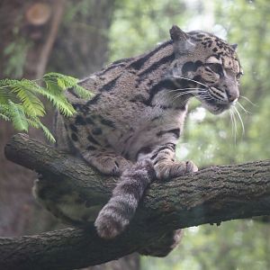 Indochinese clouded leopard (Neofelis nebulosa nebulosa), 2025-08-03