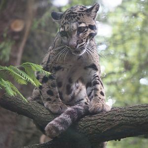 Indochinese clouded leopard (Neofelis nebulosa nebulosa), 2025-08-03