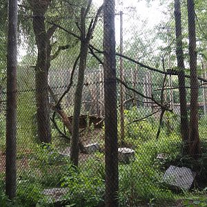 First Indochinese clouded leopard exhibit, 2025-08-03