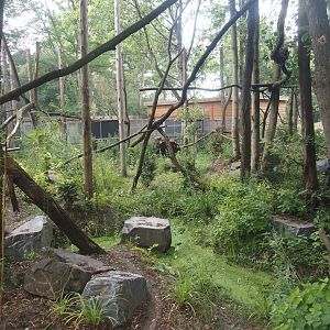 First Indochinese clouded leopard exhibit, 2025-08-03