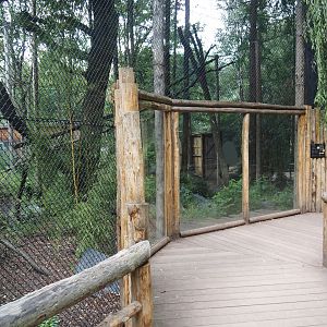 Indochinese clouded leopard viewing window, 2025-08-03