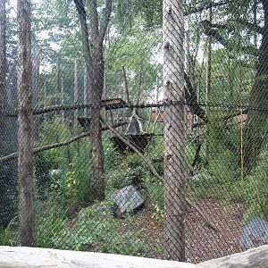 First Indochinese clouded leopard exhibit, 2025-08-03