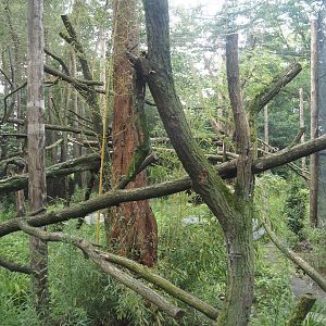 Second Indochinese clouded leopard exhibit, 2025-08-03