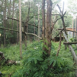 Second Indochinese clouded leopard exhibit, 2025-08-03