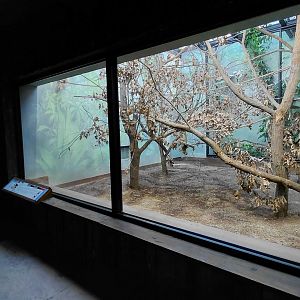 Capuchin indoor exhibit