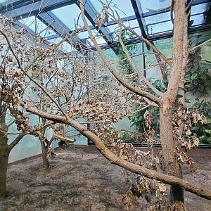 Capuchin indoor exhibit