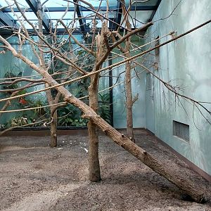 Capuchin indoor exhibit