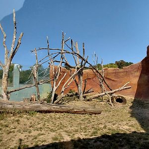 Red river hog and De Brazza's monkey outdoor exhibit