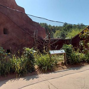 Gabon talapoin outdoor exhibit