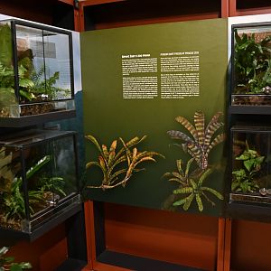 Poison Dart Frogs exhibiton