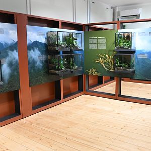 Poison Dart Frogs exhibiton