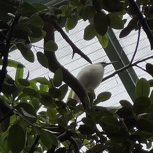 Madagascar Pond Heron