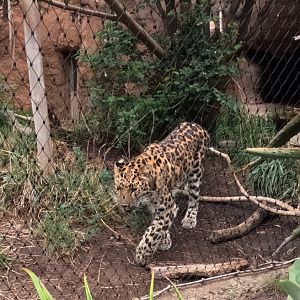 Amur Leopard