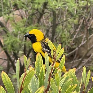Yellow-Crowned Bishop