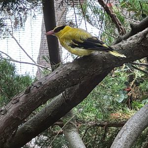 Black-naped Oriole