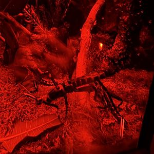 Lord Howe Stick Insect